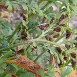 Asplenium ruta-muraria Fruit