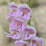 Penstemon palmeri Flor