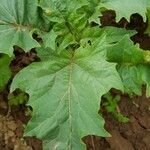 Datura stramoniumFolla