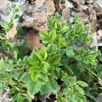 Medicago rigidula ഇല