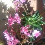 Lewisia longipetala ᱛᱟᱦᱮᱸ