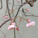 Prunus mume Virág