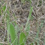 Plantago rhodosperma Habitus