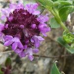 Thymus praecox Flower