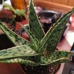 Aloe variegata Φύλλο