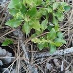 Orthilia secunda Leaf