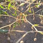 Gypsophila pilosa Fruit