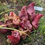 Sarracenia purpurea Lehti