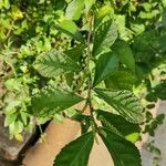 Acalypha siamensis Leaf