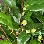 Camellia japonica Φύλλο