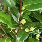 Camellia japonica Feuille