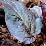 Scrophularia nodosa Hoja