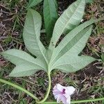 Ipomoea mauritiana Tervik taim