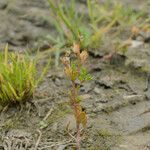 Veronica peregrina Fruto