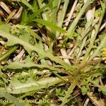 Taraxacum besarabicum Vekstform