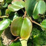 Nepenthes truncata Облик