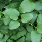 Clematis terniflora Leaf