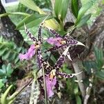 Brassia arachnoidea Cvet