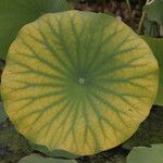 Nelumbo nucifera Leaf