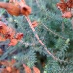 Erica ciliaris പുറംതൊലി