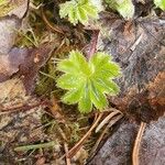 Alchemilla filicaulis ഇല