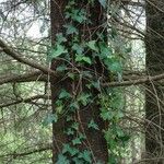 Pseudotsuga menziesii Kéreg/szár