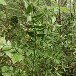 Ruscus aculeatusFrunză