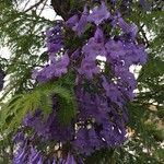 Jacaranda mimosifolia Blomst