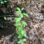 Vaccinium pallidum Hoja