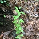 Vaccinium pallidum Leaf