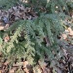 Tsuga canadensis List