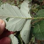 Rubus rigidus Φύλλο