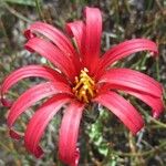 Mutisia hamata Flower