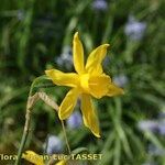 Narcissus × odorus Flower