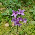 Cardamine pentaphyllos Flower