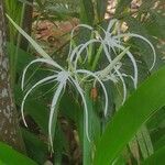 Hymenocallis fragrans 花