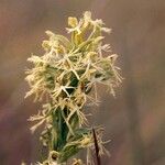 Platanthera lacera Flower