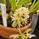 Xylobium variegatum Flor