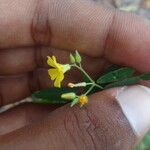 Sida spinosa പുഷ്പം