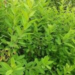 Spiraea salicifolia Habit