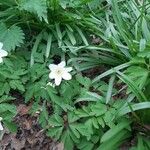 Anemone nemorosaŽiedas