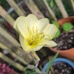 Oenothera stricta Fleur