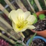 Oenothera stricta Кветка