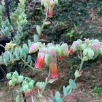 Kalanchoe marnieriana Flower