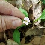 Claytonia caroliniana Blüte