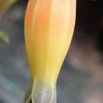 Echeveria longissima