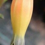 Echeveria longissima Flor