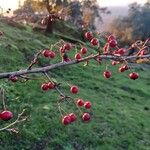 Crataegus laciniata Плід