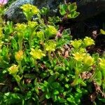 Saxifraga seguieri Flower