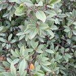 Xylococcus bicolor Yaprak